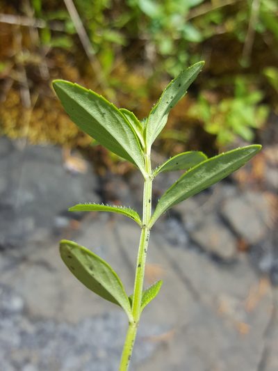 Clinopodium glabellum, photographed by Alex Abair
