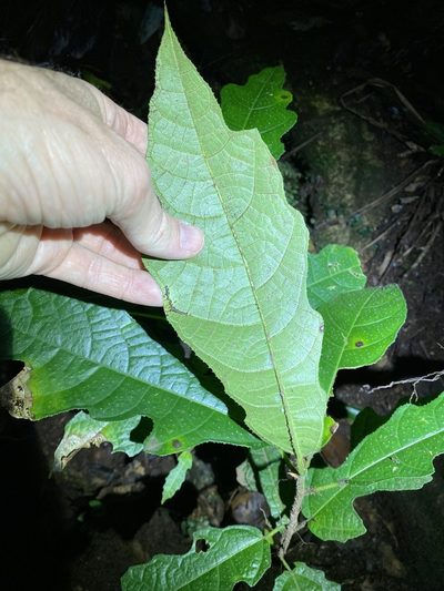 Ficus copiosa, photographed by Greg Tasney
