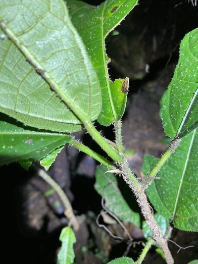 Ficus copiosa, photographed by Greg Tasney