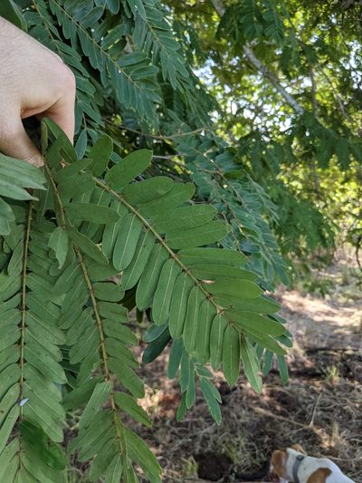 Cassia grandis, photographed by Jake Rehage