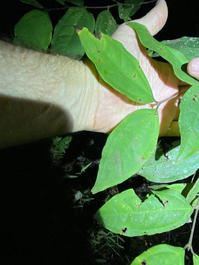 Rhodamnia sessiliflora, photographed by Greg Tasney