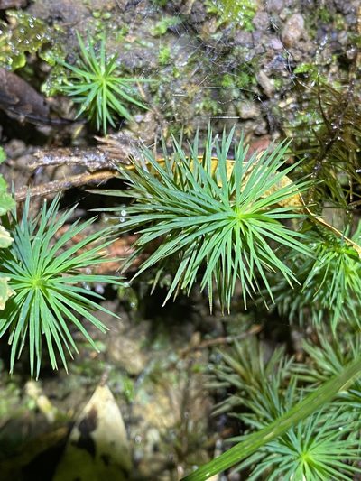Dawsonia polytrichoides, photographed by Greg Tasney
