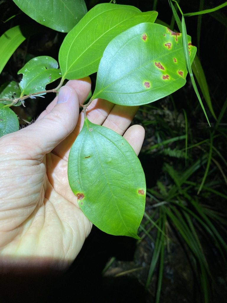 Rhodamnia costata, photographed by Greg Tasney