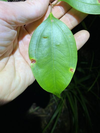 Rhodamnia costata, photographed by Greg Tasney