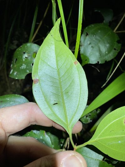 Rhodamnia costata, photographed by Greg Tasney