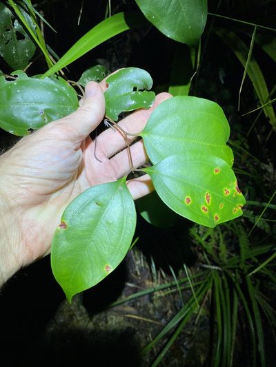 Rhodamnia costata, photographed by Greg Tasney