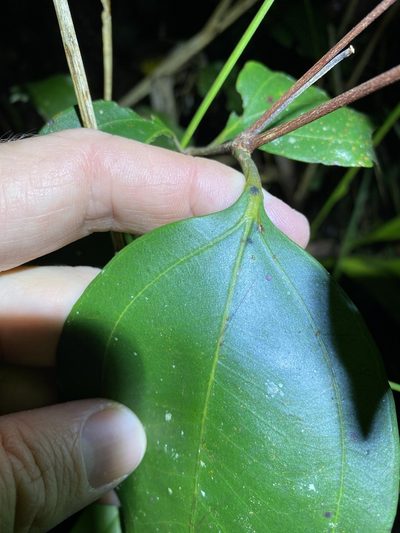 Rhodamnia costata, photographed by Greg Tasney
