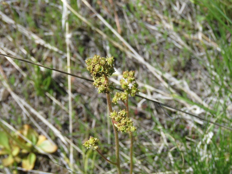 Micranthes nidifica, photographed by Erin Springinotic
