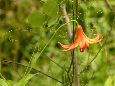 Lilium canadense, photographed by CatherineK