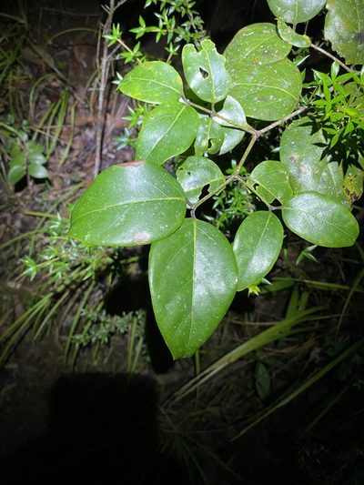 Psydrax lamprophyllus, photographed by Greg Tasney