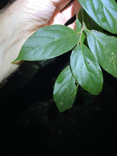 Alangium polyosmoides, photographed by Greg Tasney