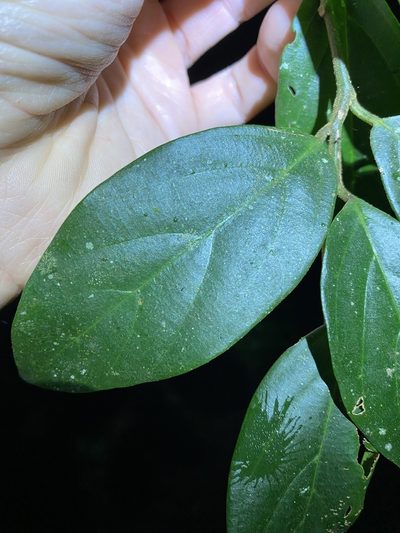 Alangium polyosmoides, photographed by Greg Tasney