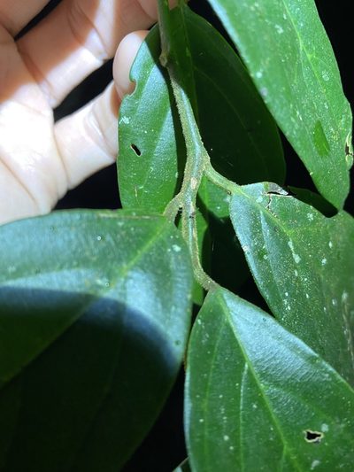 Alangium polyosmoides, photographed by Greg Tasney