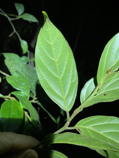 Alangium polyosmoides, photographed by Greg Tasney