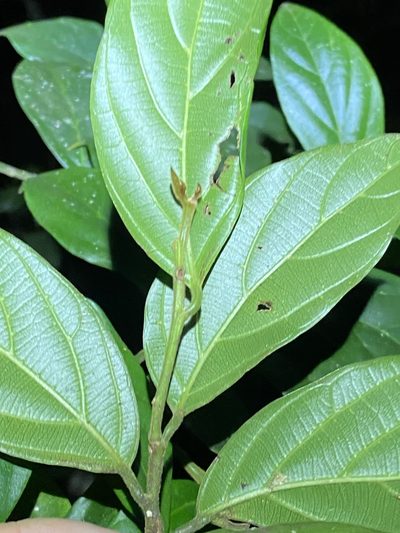 Alangium polyosmoides, photographed by Greg Tasney