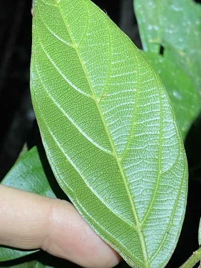Alangium polyosmoides, photographed by Greg Tasney