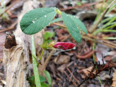 Tephrosia spicata, photographed by Leila Dasher