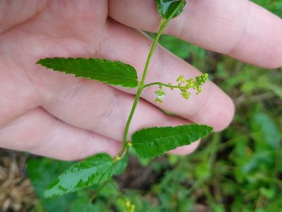 Tragia urticifolia, photographed by Leila Dasher