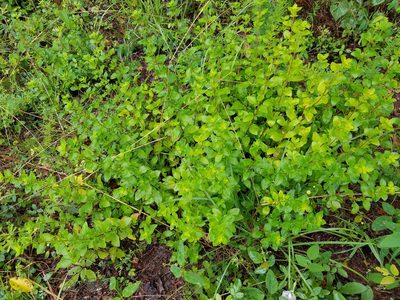 Clinopodium carolinianum, photographed by Leila Dasher