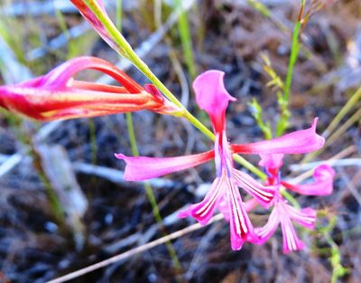 Tritoniopsis ramosa, photographed by linkie