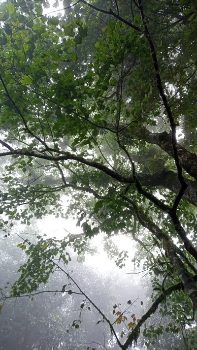 Acer campbellii, photographed by Anirban Datta-Roy