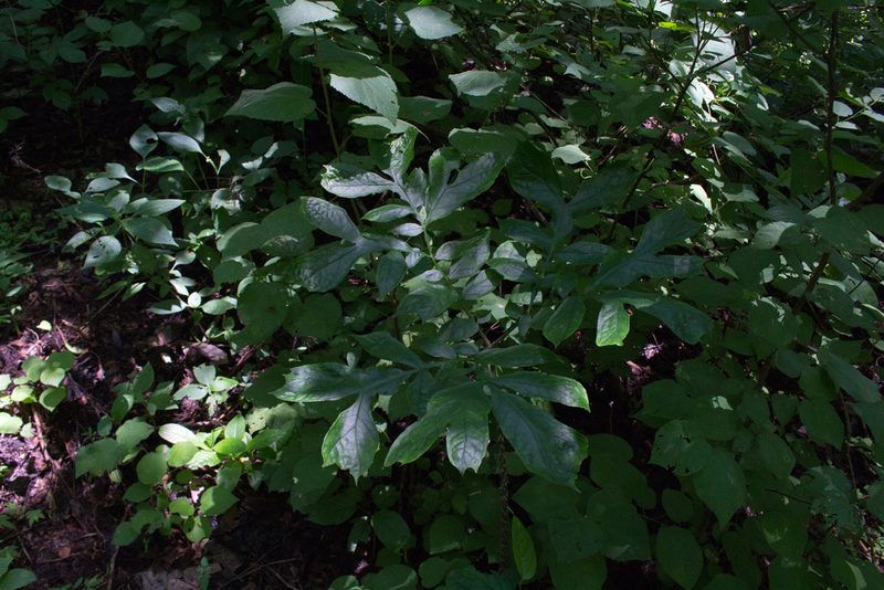 Dracontium soconuscum, photographed by Jake Rehage