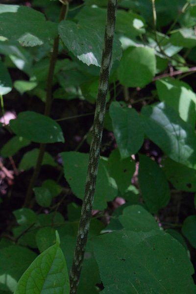 Dracontium soconuscum, photographed by Jake Rehage