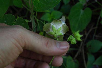 Polystemma guatemalense, photographed by Jake Rehage