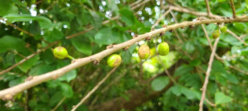 Casearia guianensis, photographed by ritirene