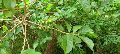Casearia guianensis, photographed by ritirene
