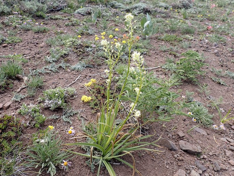 Toxicoscordion paniculatum, photographed by John Brew