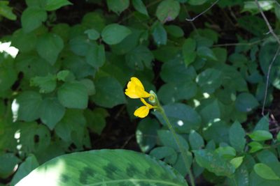 Goeppertia villosa, photographed by Jake Rehage