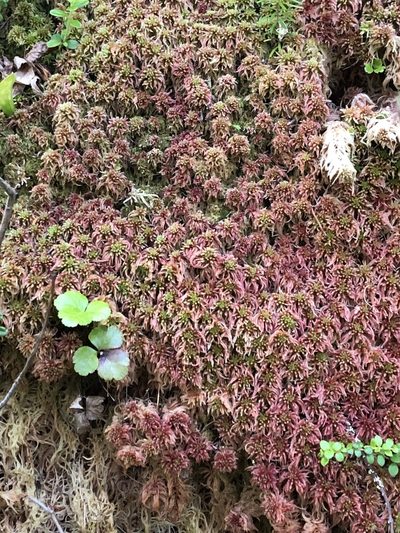Sphagnum russowii, photographed by Michelle Norcéide