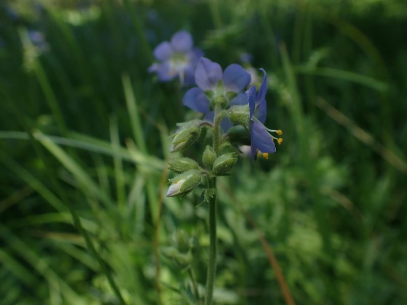 Polemonium occidentale, photographed by Scott Yarger