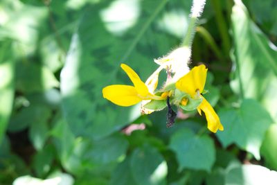 Goeppertia villosa, photographed by Jake Rehage