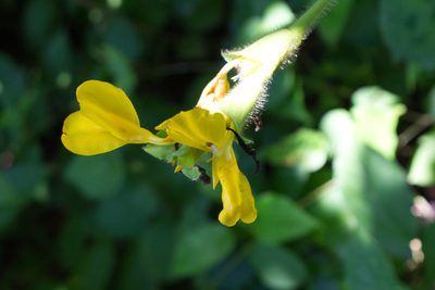 Goeppertia villosa, photographed by Jake Rehage