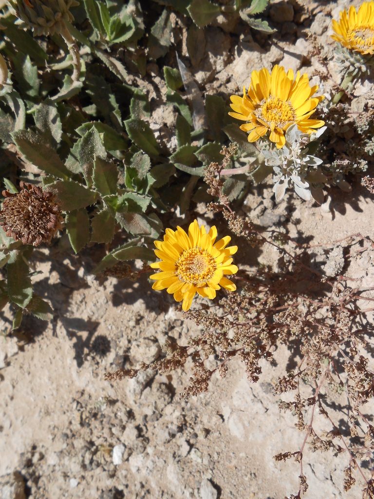 Grindelia aegialitis, photographed by Nicolas Olejnik