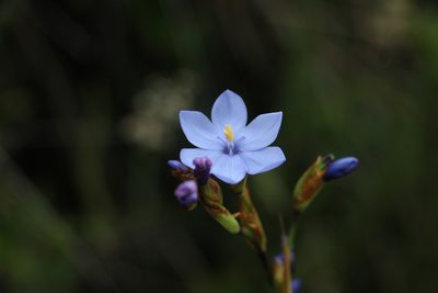 Orthrosanthus chimboracensis, photographed by Andrés Ramírez-Barrera
