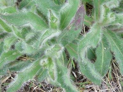 Hieracium scouleri, photographed by Erin Springinotic