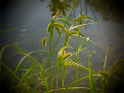 Carex comosa, photographed by Eric Schmidt