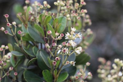 Miconia ligustrina, photographed by Andrés Ramírez-Barrera