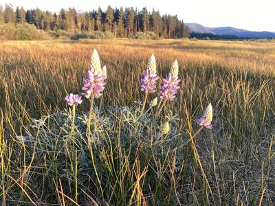Lupinus lepidus, photographed by Kyle Nessen