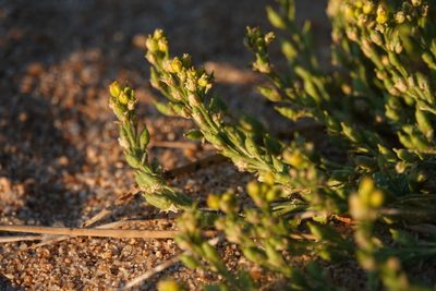 Rorippa subumbellata, photographed by Kyle Nessen