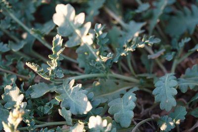 Rorippa subumbellata, photographed by Kyle Nessen