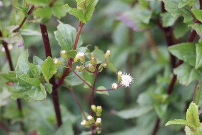 Ageratina gracilis, photographed by Andrés Ramírez-Barrera