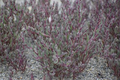 Suaeda calceoliformis, photographed by Syd Cannings
