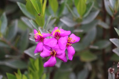 Bucquetia glutinosa, photographed by Andrés Ramírez-Barrera