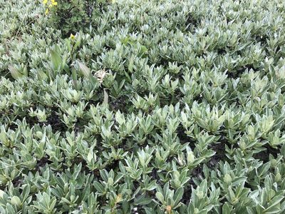 Salix barrattiana, photographed by Allison Gray