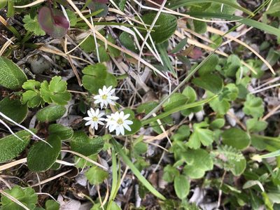 Stellaria longipes, photographed by Allison Gray