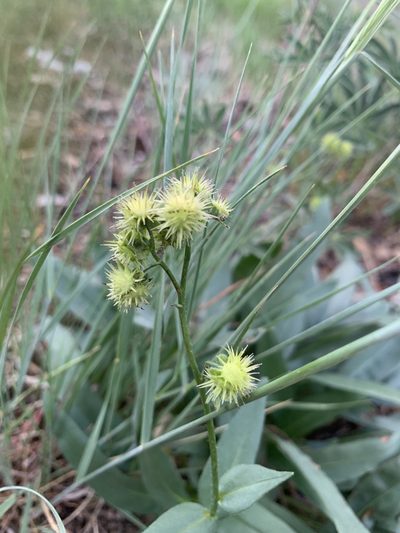 Hackelia nervosa, photographed by Christina Fogarty